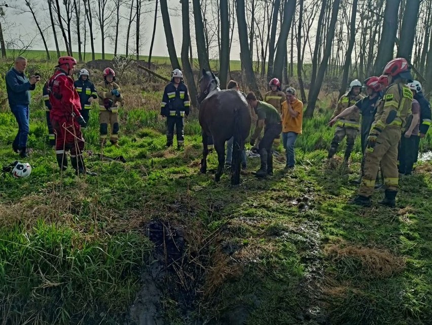 Strażacy z Kędzierzyna-Koźla uratowali uwięzionego konia. W użyciu taśmy i liny alpinistyczne