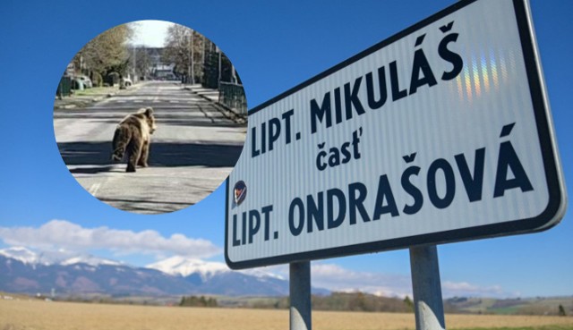 Liptowski Mikulasz na Słowacji. Kliknij w galerię zdjęć i zobacz jak wygląda miasto po ataku niedźwiedzia