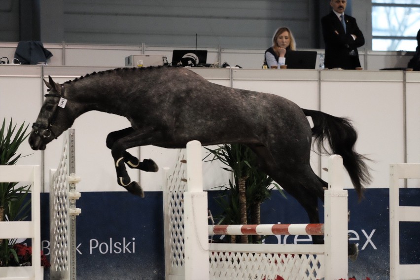 Cavaliada 2017 - zobacz najpiękniejsze konie ras szlachetnych [ZDJĘCIA]