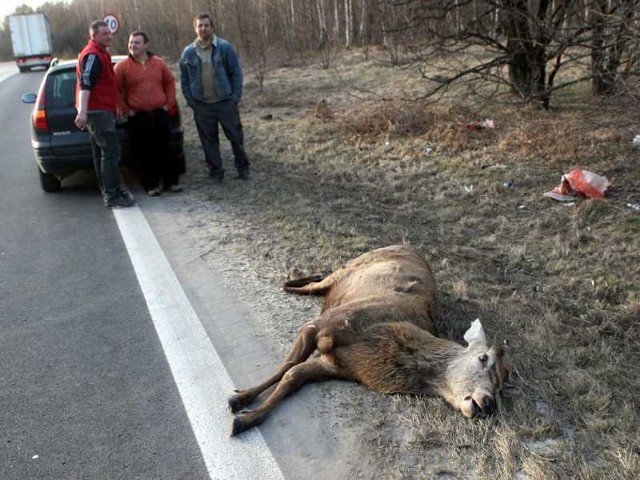 Martwy byk, zwierzę nie przeżyło zderzenia z dostawczym samochodem.