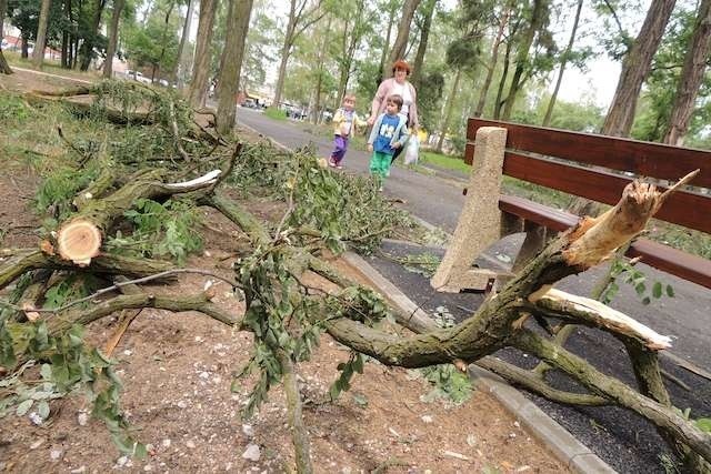 Park za pawilonem „Maciej” czeka na zakończenie prac, drzewa z parku czekają na uprzątnięcie