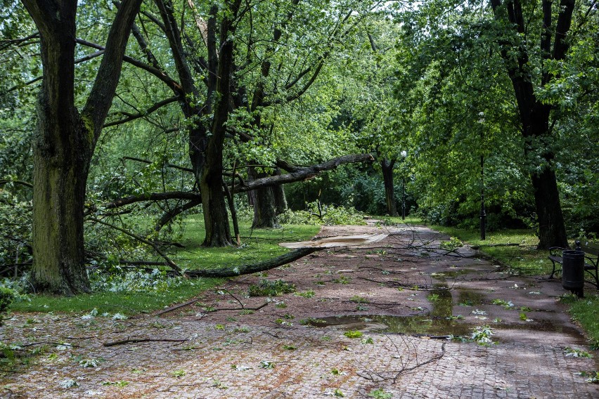 Warszawa: Burze i nawałnice [ZDJĘCIA] Duże zniszczenia, powalone drzewa, uszkodzone samochody