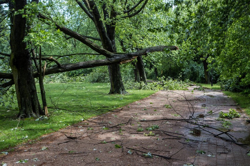 Warszawa: Burze i nawałnice [ZDJĘCIA] Duże zniszczenia, powalone drzewa, uszkodzone samochody