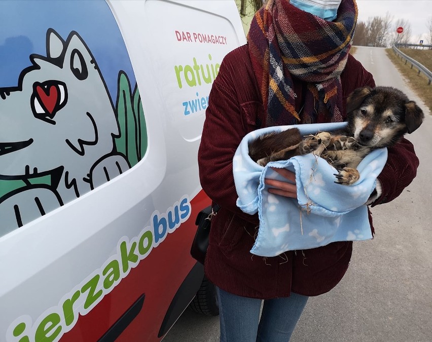 Zwierzakobus trafił już do puławskiej fundacji! Zobacz zdjęcia