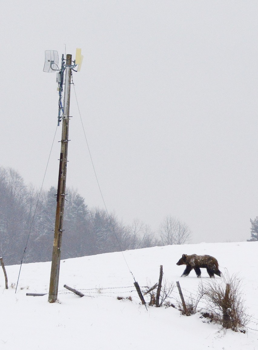 W Bieszczadach niedźwiedzie są już aktywne. Na tropy...