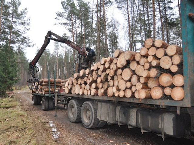 W tym roku w RDLP Szczecinek planuje się wyciąć około 3,2 miliona kubików drewna, najwięcej w historii. Tegoroczny limit zwiększono o około 400 tys. kubików.