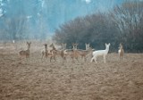 W okolicach Straszęcina nasz czytelnik wypatrzył sarnę albinosa [ZDJĘCIA INTERNAUTY]