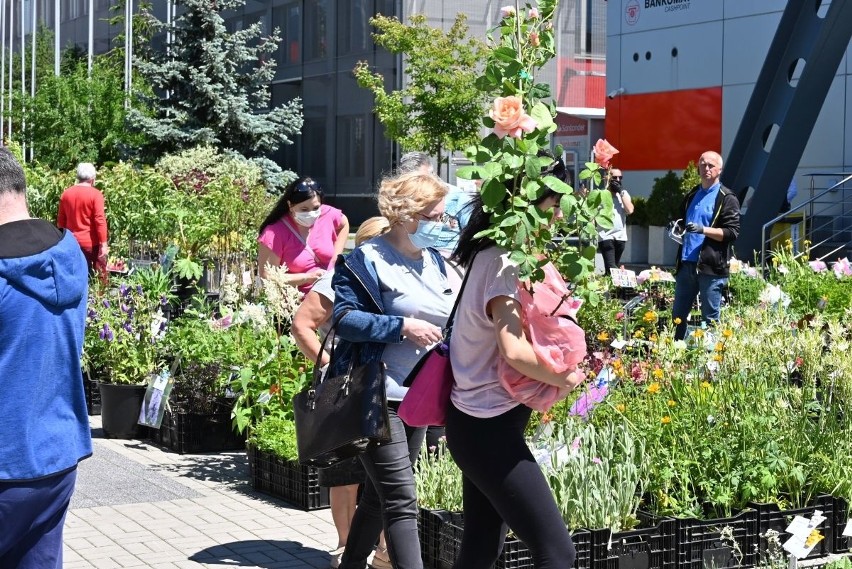 Wielkie zainteresowanie Letnim Kiermaszem w Targach Kielce. Kielczanie ruszyli po rośliny ogrodowe (WIDEO, zdjęcia)