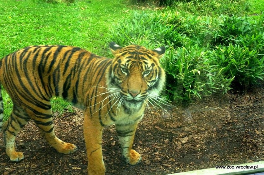 Nowa tygrysica w zoo. Przyjechała do nas z Wielkiej Brytanii (ZDJĘCIA)