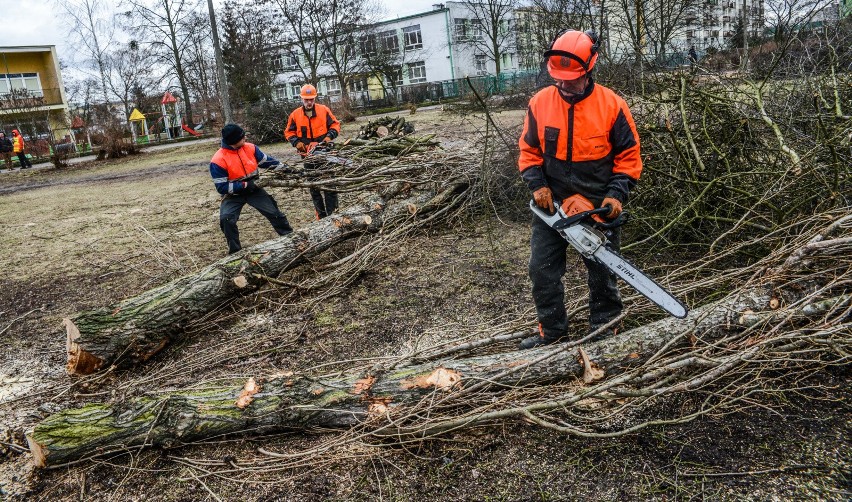 Jak kraj długi i szeroki trwa wycinka drzew