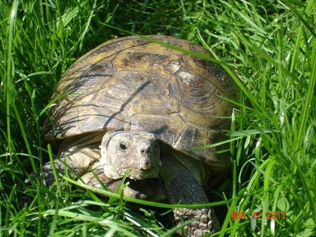 Romek zaginął 14 maja. Ma ok. 20 cm długości i lekko uszkodzoną skorupę.