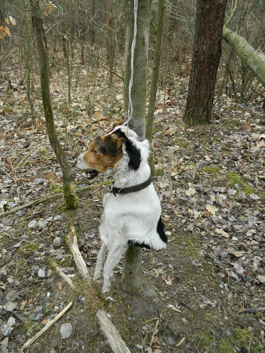 Ktoś powiesił psa na drzewie. Znaleźli go strażnicy leśni w okolicach Przasnysza