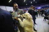 Najpiękniejsze psy świata przyjechały do Katowic na Międzynarodową Wystawę Psów Rasowych ZDJĘCIA