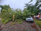 Drzewo runęło na samochód na przykościelnym parkingu w Dąbczu koło Leszna
