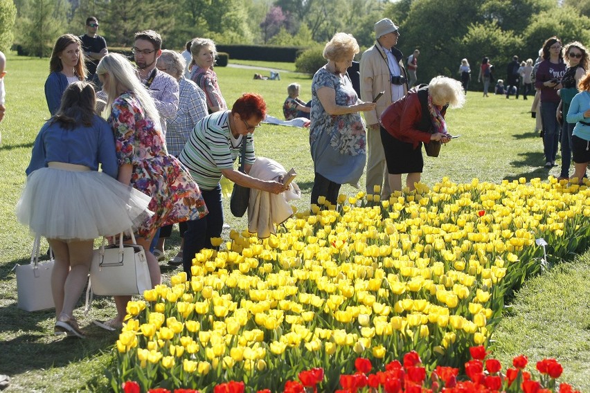 Ogród botaniczny w Łodzi. Tłumy łodzian w długiej kolejce. Stali, by zobaczyć tulipany [ZDJĘCIA]