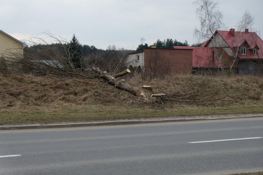 Wycinka drzew przed budową Trasy Niepodległości w...