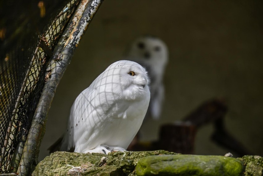 Gdański Ogród Zoologiczny. Zobacz wyjątkowe zdjęcia z zoo w...