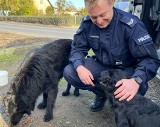 Policjant odnalazł w rowie pod Rojewem dwa psy. Zadbał o to by nie były głodne. Odwiózł zwierzaki do schroniska 