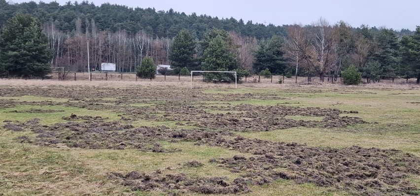 Dziki dają się we znaki klubom sportowym. Zniszczyły boiska Polonii Białogon Kielce. Na zrytej murawie nie da się trenować. Zobacz zdjęcia