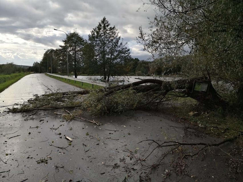 Wichura siała spustoszenie w Tarnowie i regionie. Powalone drzewa, nieprzejezdne drogi [ZDJĘCIA]