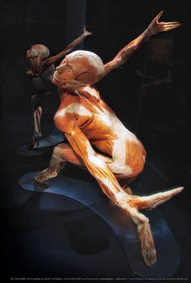 Wystawa "Body Worlds", Gunther von Hagens