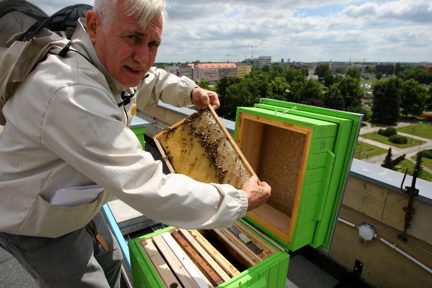 Pszczoły zamieszkały na dachu urzędu [ZDJĘCIA, FILM]