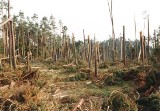 Huragan łamał drzewa jak zapałki. Wiatr osiągał 170 km/h (zdjęcia)