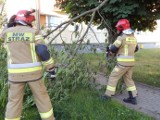 W Ustce powiało, konary połamało. Interwencja strażaków