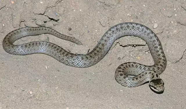 Gniewosz plamisty to nazwa bardzo rzadkiego gatunku węża, na którego leśnicy natknęli się 10 lutego na terenie Leśnictwa Chinów. Wąż ten jako zagrożony wyginięciem objęty jest ochroną!