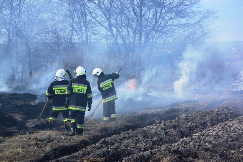 Strażacy gasili pożar traw w Czernicy