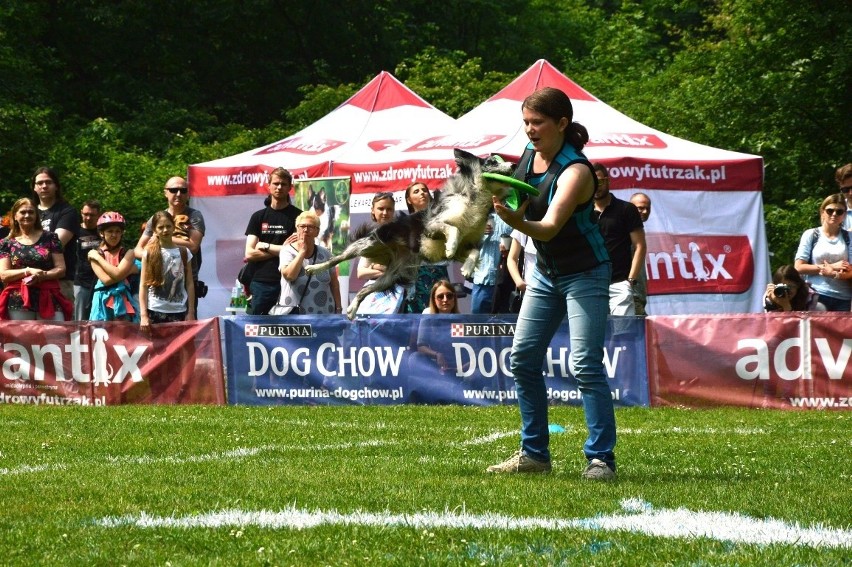 Zawody dogfrisbee czyli Dog Chow Disc Cup 2016 w parku...