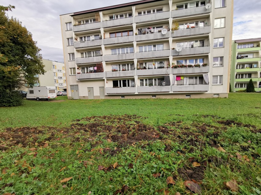 Dziki sieją postrach i spustoszenie w centrum Chrzanowa. Nie boją się ludzi, grasują między blokami [ZDJĘCIA]