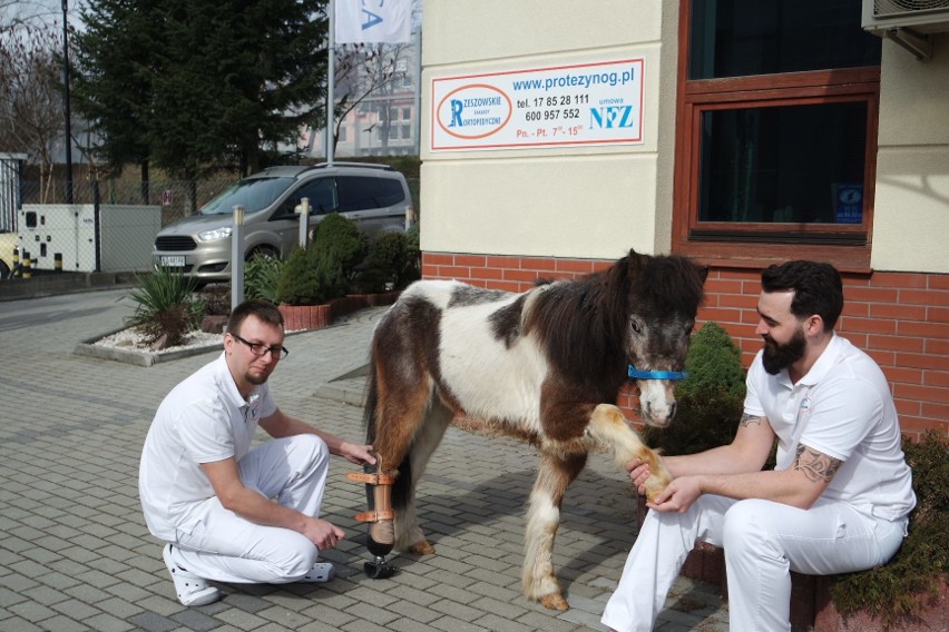 W Rzeszowie powstała pierwsza w Polsce proteza dla kucyka [ZDJĘCIA, WIDEO]