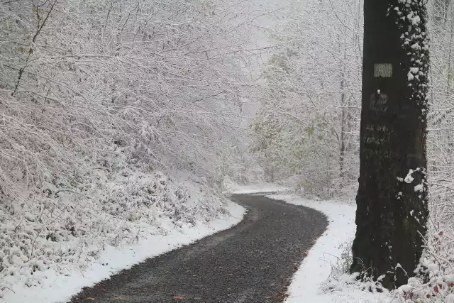 W Górach Opawskich Spadł pierwszy śnieg w tym sezonie. W galerii prezentujemy zdjęcia z żółtego szlaku prowadzącego z Jarnołtówka w stronę schroniska turystycznego pod Kopą Biskupią oraz z Cichej Doliny.