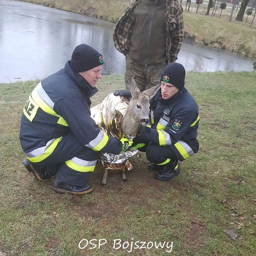 Strażacy z OSP Bojszowy uratowali sarnę uwięzioną na...