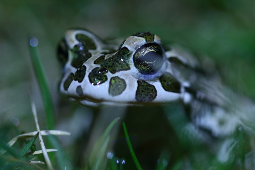 Ropuchy i żaby są bardzo ważnym elementem ekosystemu i...