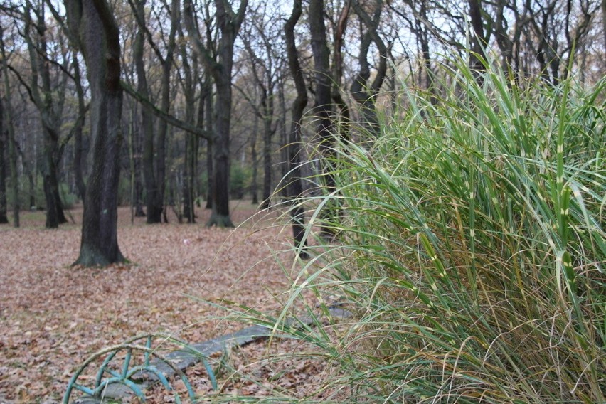 Tak wygląda park Zielona w jesiennych barwach