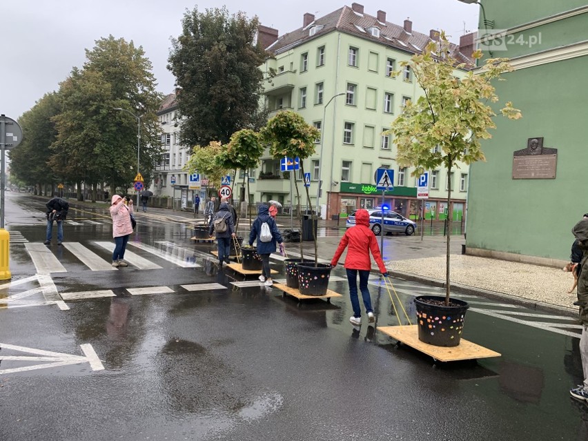 Szczecin. Drzewa zawędrowały do przedszkola, gdzie bezpiecznie przezimują - 26.09.2020