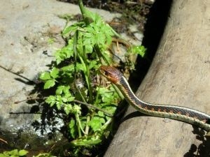 Dokładnie nie wiadomo jakiego gatunku jest wąż. Jeden z mieszkańców twierdzi, że może to być pyton, inny, że zaskroniec.