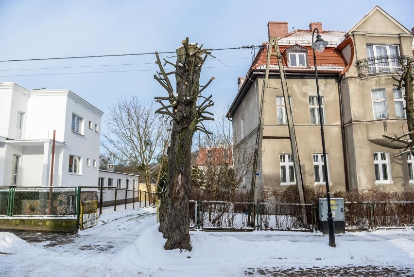 Ogłowione drzewa na ulicy Liczmańskiego w Gdańsku Oliwie