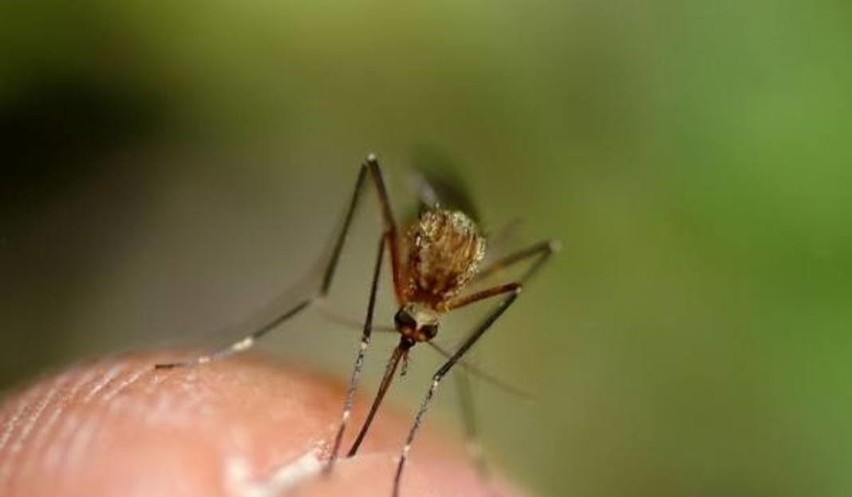 Komary już atakują w Szczecinie! Zobacz 10 domowych sposobów na walkę z nimi