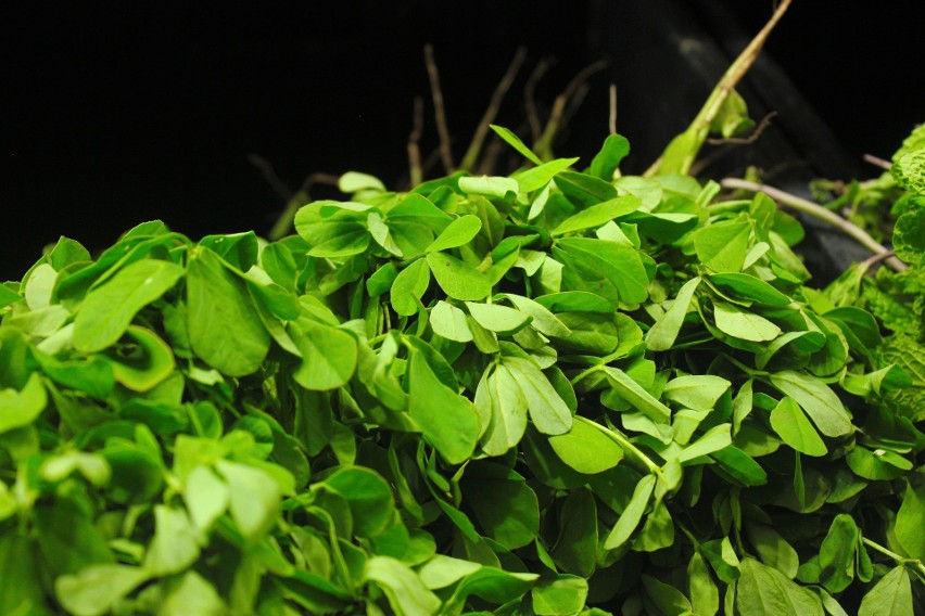 Kozieradka pospolita to gatunek rośliny zielnej, której...