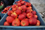 Rośnie konkurencja na rynku jabłek. Te z Turcji i Chin mogą rywalizować z polskimi