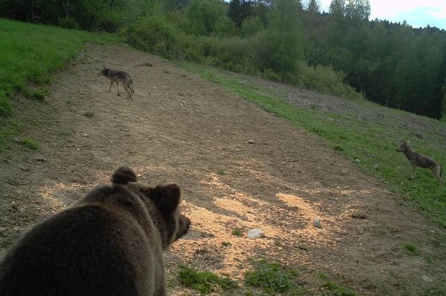 Fotopułapka w Łopience złapała na zdjęciu niedźwiedzia i wilki.