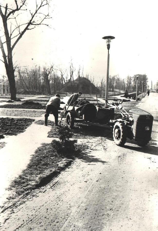 Luty 1971 - prace porządkowe przed sadzeniem kwiatów