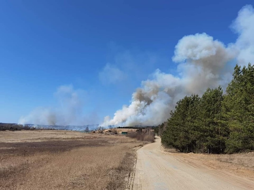 Potężny pożar łąk i lasów w gminie Brody w powiecie starachowickim - na miejscu działały 33 zastępy 