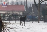 Łosie spacerowały po Lubartowie. Jeden z nich zginął