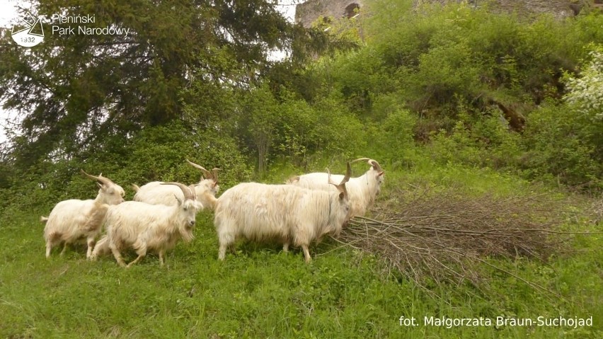 Pieniny. Do dbania o zamek w Czorsztynie zatrudnione zostały... kozy karpackie