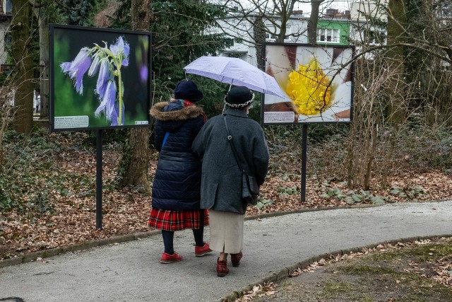 Chociaż obecna pogoda nas nie rozpieszcza, synoptycy przestrzegają przed burzami i silnym wiatrem, a do rozpoczęcia kalendarzowej i astronomicznej wiosny zostało jeszcze trochę czasu, to w Ogrodzie Botanicznym UAM pojawiły się już jej pierwsze oznaki. W sobotę, 13 marca, na miejscu pojawił się nasz fotoreporter, który sfotografował kwiaty, które zaczęły już kwitnąć. Zobacz w galerii, jak Ogród Botaniczny UAM w Poznaniu budzi się do życia w pierwszej połowie marca.