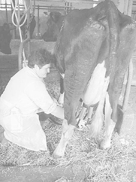 Jeśli rolnik nie ma dokumentów potwierdzających wprowadzenie mleka do obrotu w roku referencyjnym, przy obliczaniu kwoty mlecznej będzie brana pod uwagę liczba krów w gospodarstwie oraz średnia wydajność od krowy za 2002 rok ustalona przez GUS.